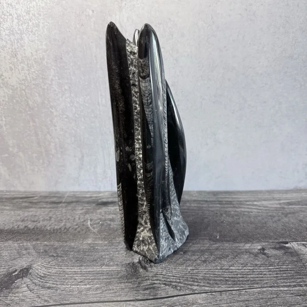 Orthoceras Fossil Tower 3 LB .11 0Z